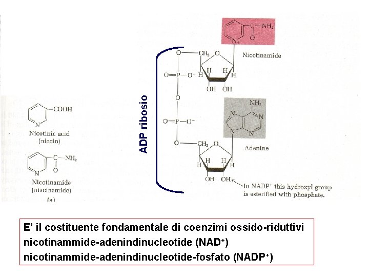 ADP ribosio STRUTTURA E’ il costituente fondamentale di coenzimi ossido-riduttivi nicotinammide-adenindinucleotide (NAD+) nicotinammide-adenindinucleotide-fosfato (NADP+)