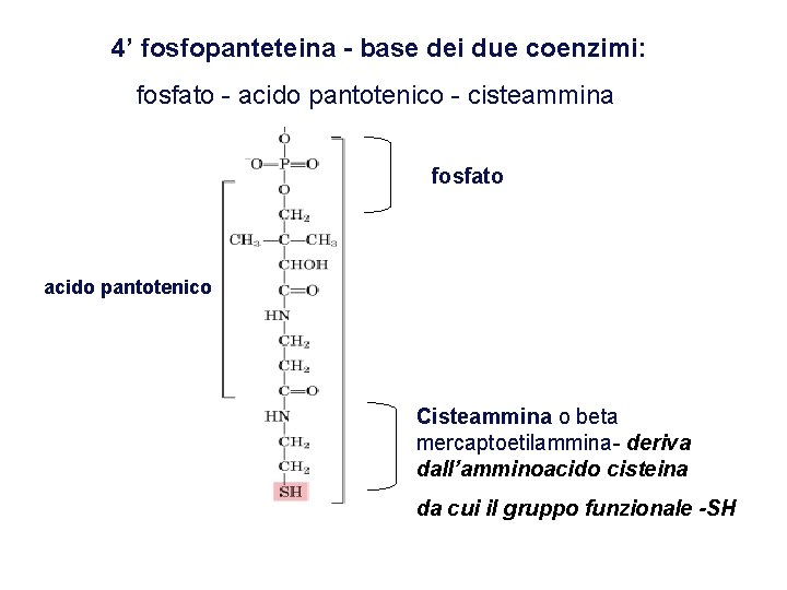 4’ fosfopanteteina - base dei due coenzimi: fosfato - acido pantotenico - cisteammina fosfato