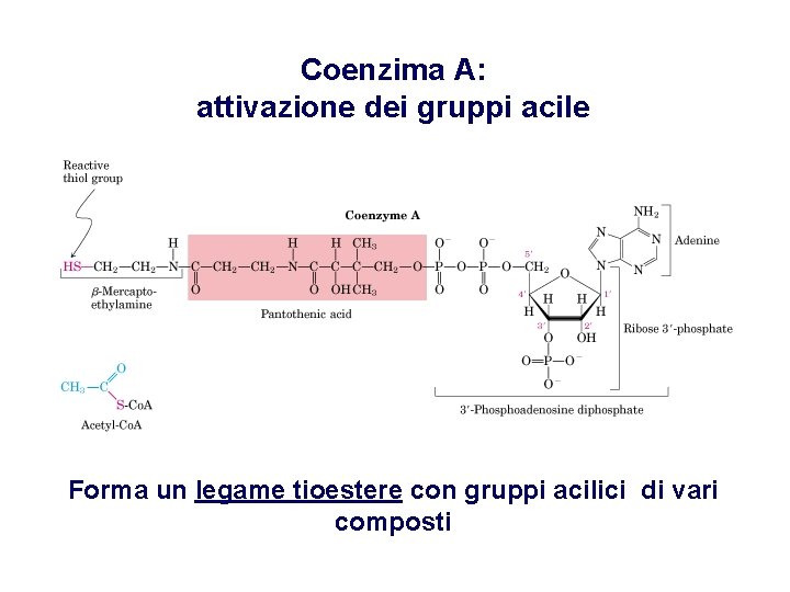 Coenzima A: attivazione dei gruppi acile Forma un legame tioestere con gruppi acilici di