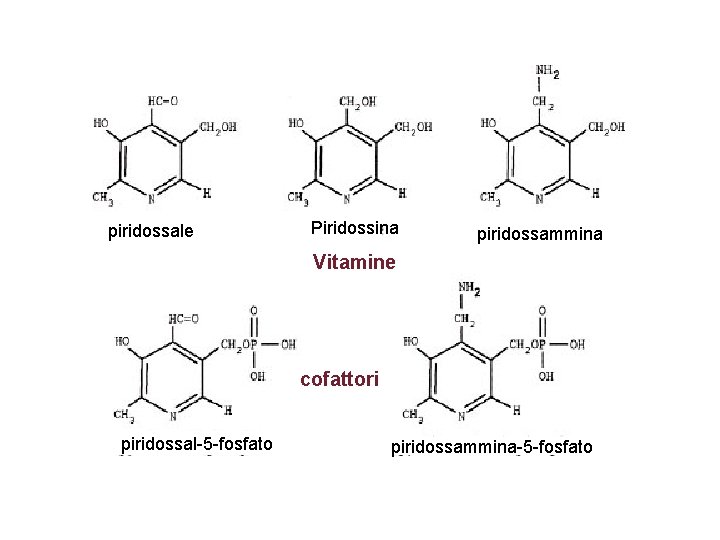 piridossale Piridossina piridossammina Vitamine cofattori piridossal-5 -fosfato piridossammina-5 -fosfato 