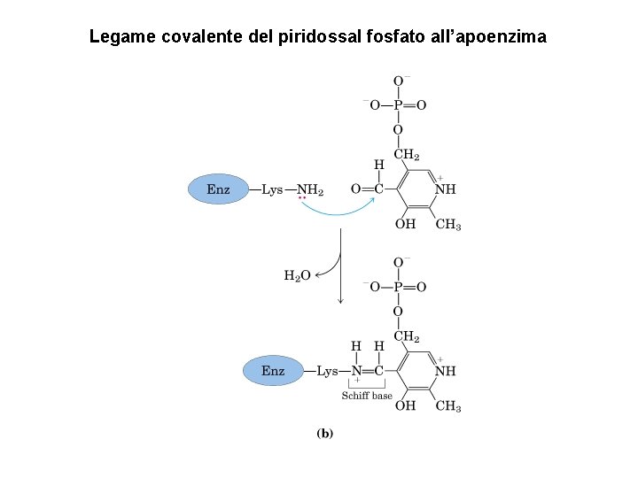 Legame covalente del piridossal fosfato all’apoenzima 