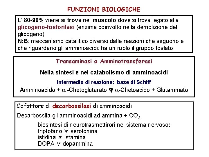 FUNZIONI BIOLOGICHE L’ 80 -90% viene si trova nel muscolo dove si trova legato
