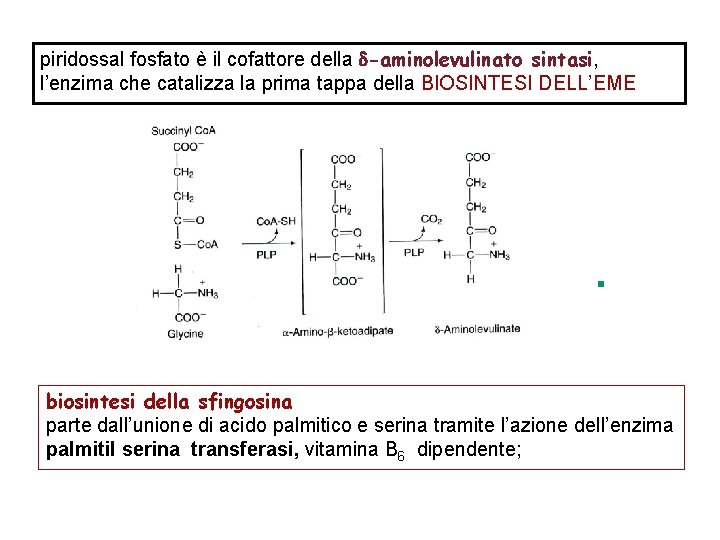 piridossal fosfato è il cofattore della -aminolevulinato sintasi, l’enzima che catalizza la prima tappa