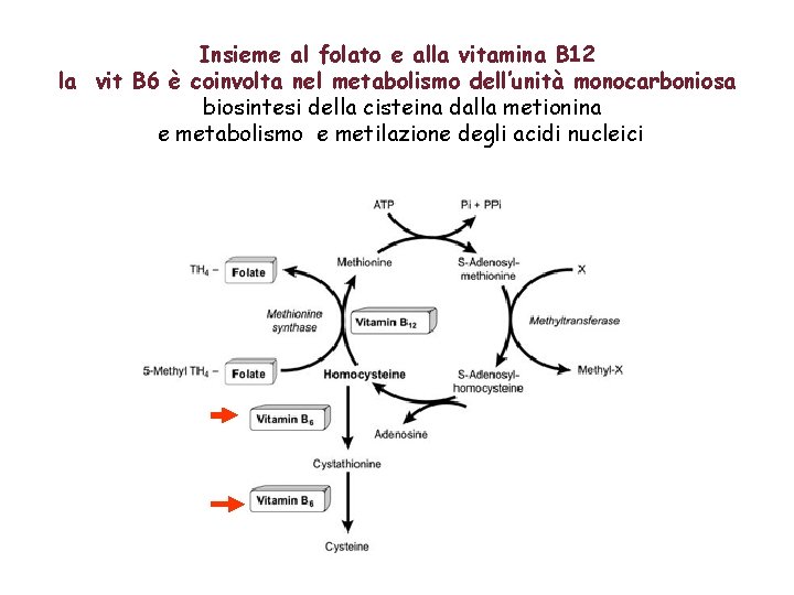 Insieme al folato e alla vitamina B 12 la vit B 6 è coinvolta
