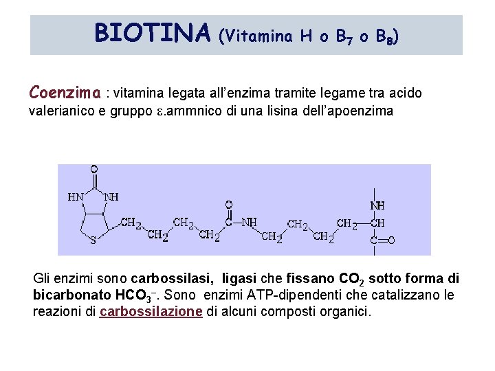 BIOTINA (Vitamina H o B 7 o B 8) Coenzima : vitamina legata all’enzima