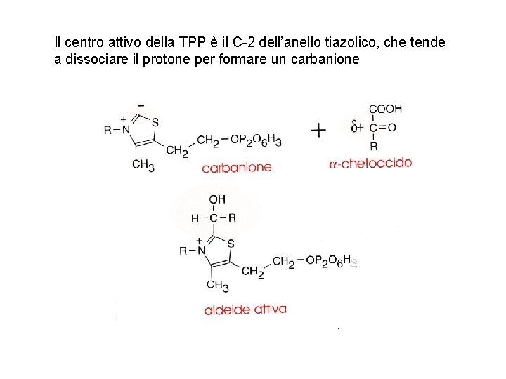 Il centro attivo della TPP è il C-2 dell’anello tiazolico, che tende a dissociare