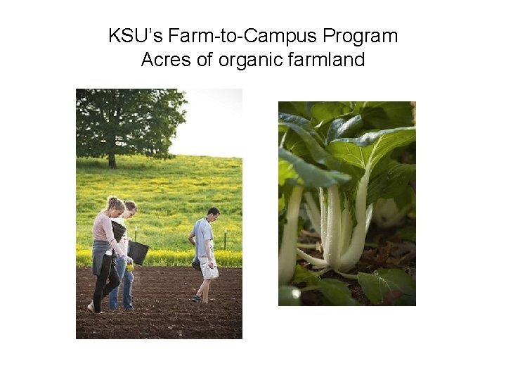 KSU’s Farm-to-Campus Program Acres of organic farmland 