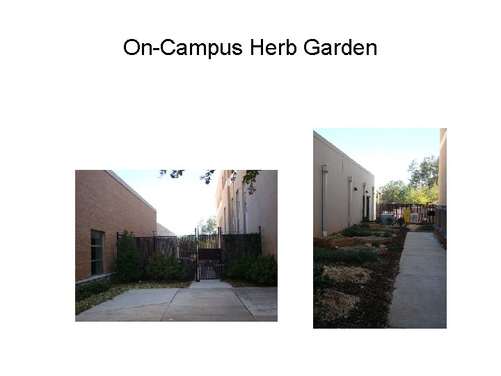 On-Campus Herb Garden 