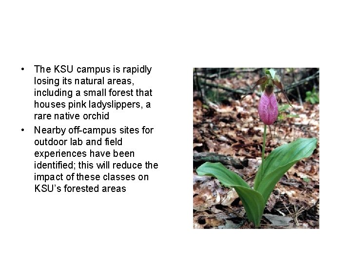  • The KSU campus is rapidly losing its natural areas, including a small