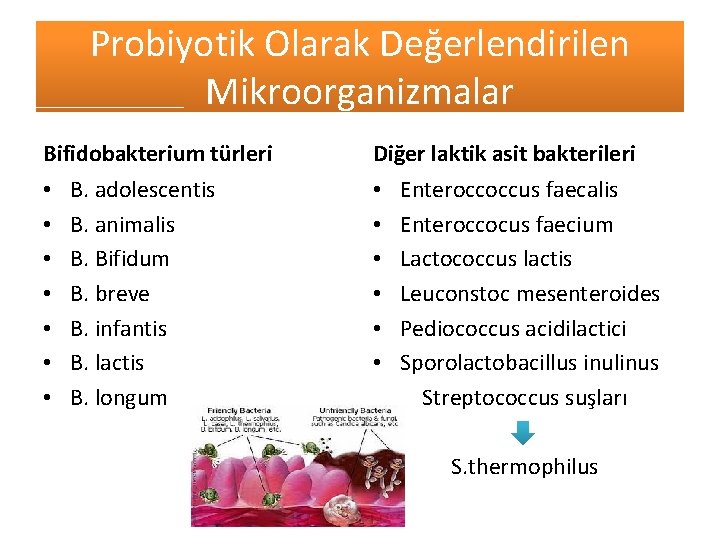 Probiyotik Olarak Değerlendirilen Mikroorganizmalar Bifidobakterium türleri • • B. adolescentis B. animalis B. Bifidum