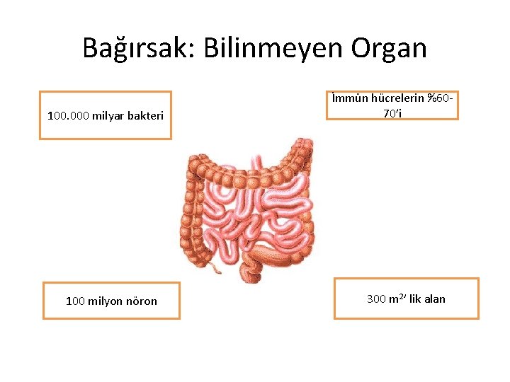 Bağırsak: Bilinmeyen Organ 100. 000 milyar bakteri 100 milyon nöron İmmün hücrelerin %6070’i 300