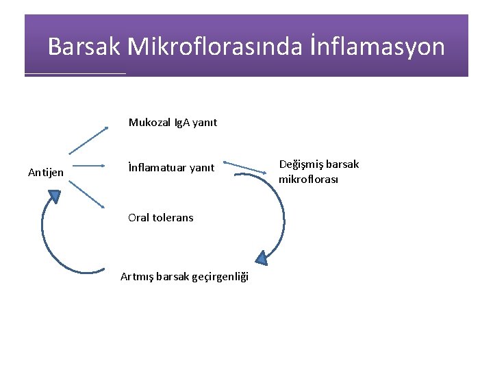 Barsak Mikroflorasında İnflamasyon Mukozal Ig. A yanıt Antijen İnflamatuar yanıt Oral tolerans Artmış barsak