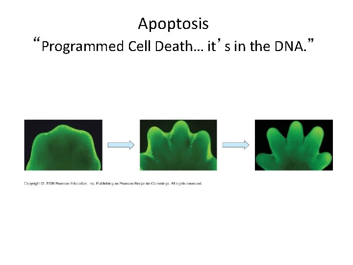 Apoptosis “Programmed Cell Death… it’s in the DNA. ” 