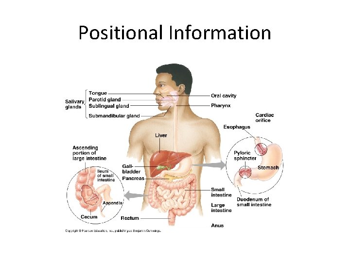 Positional Information 