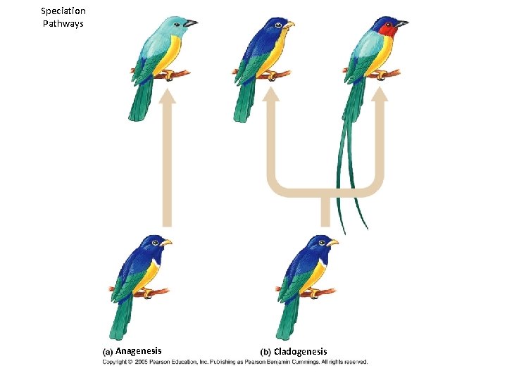 Speciation Pathways Anagenesis Cladogenesis 