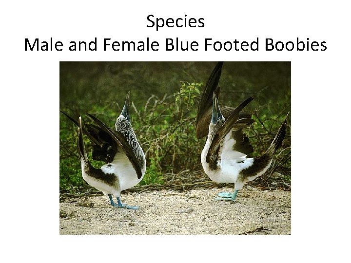 Species Male and Female Blue Footed Boobies 