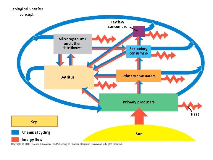 Ecological Species concept Tertiary consumers Microorganisms and other detritivores Detritus Secondary consumers Primary producers