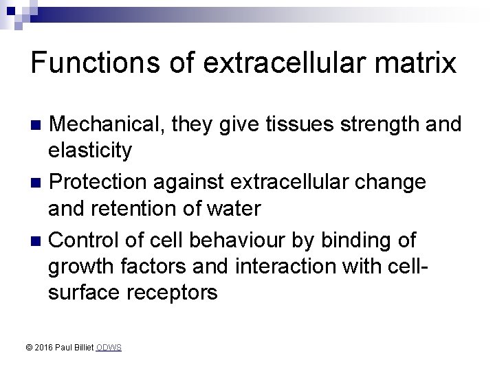 Functions of extracellular matrix Mechanical, they give tissues strength and elasticity n Protection against