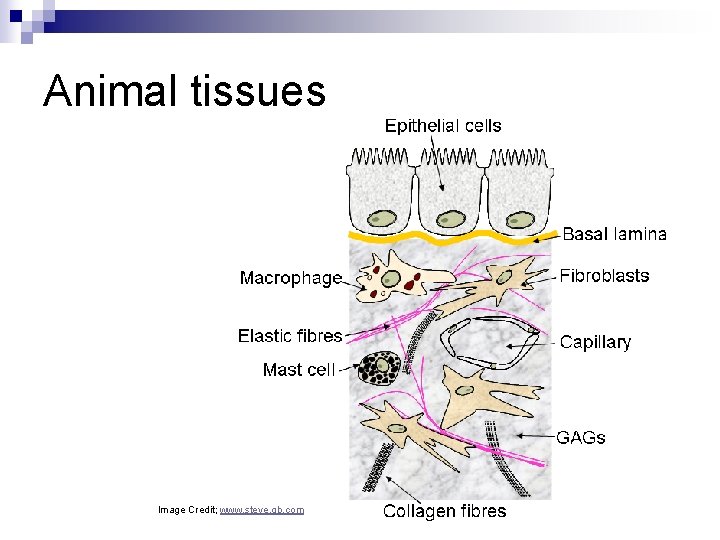 Animal tissues Image Credit; www. steve. gb. com 