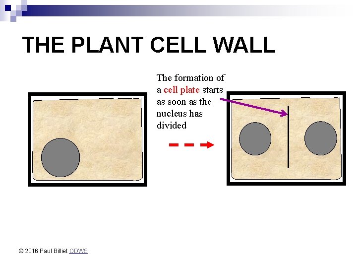 THE PLANT CELL WALL The formation of a cell plate starts as soon as