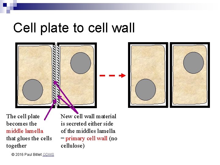 Cell plate to cell wall The cell plate becomes the middle lamella that glues