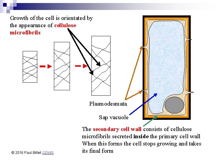 Growth of the cell is orientated by the appearance of cellulose microfibrils Plasmodesmata Sap