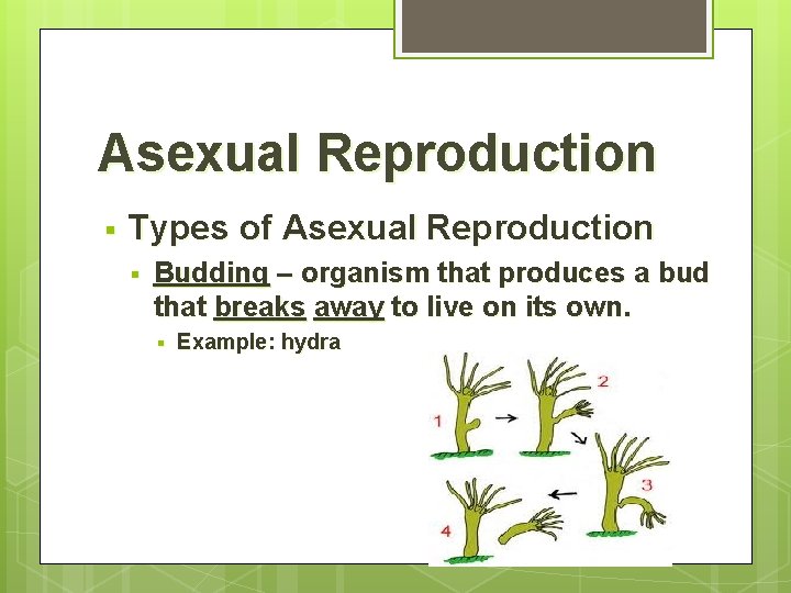 Asexual Reproduction § Types of Asexual Reproduction § Budding – organism that produces a