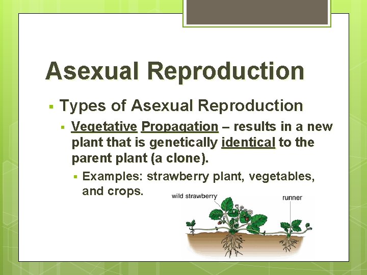 Asexual Reproduction § Types of Asexual Reproduction § Vegetative Propagation – results in a