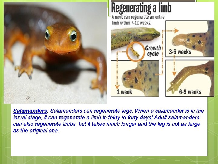 Salamanders: Salamanders can regenerate legs. When a salamander is in the larval stage, it