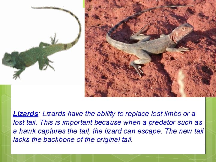 Lizards: Lizards have the ability to replace lost limbs or a lost tail. This