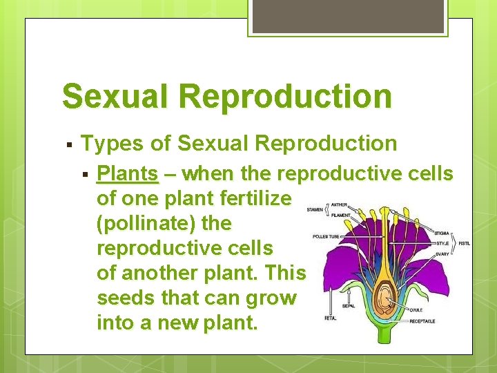 Sexual Reproduction § Types of Sexual Reproduction § Plants – when the reproductive cells