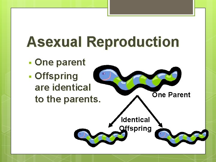 Asexual Reproduction One parent § Offspring are identical to the parents. § One Parent