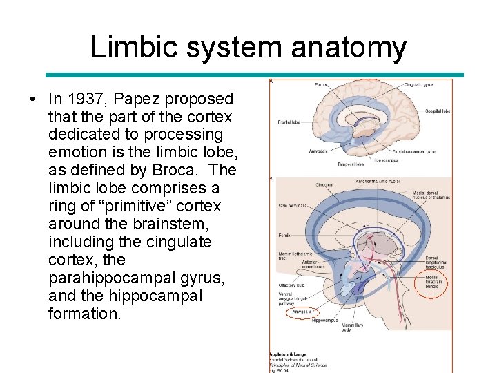 Limbic system anatomy • In 1937, Papez proposed that the part of the cortex