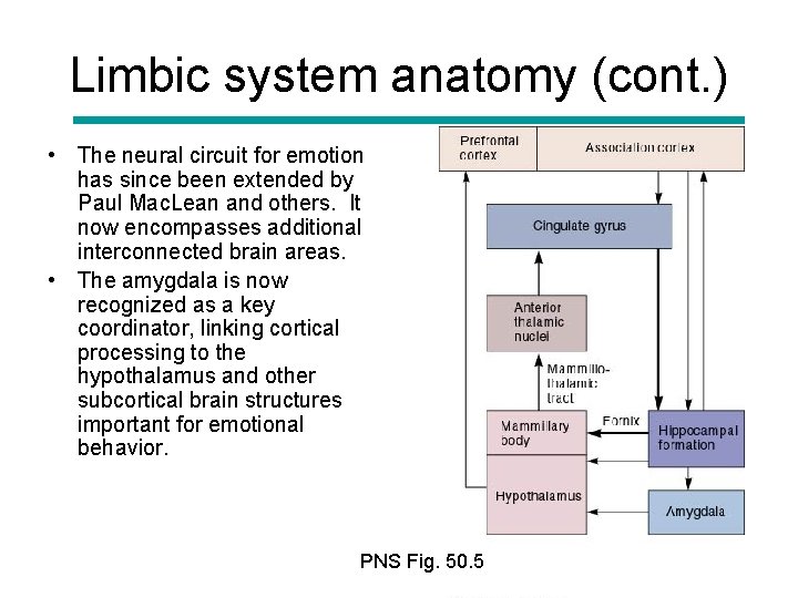 Limbic system anatomy (cont. ) • The neural circuit for emotion has since been