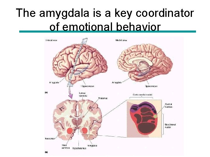 The amygdala is a key coordinator of emotional behavior 