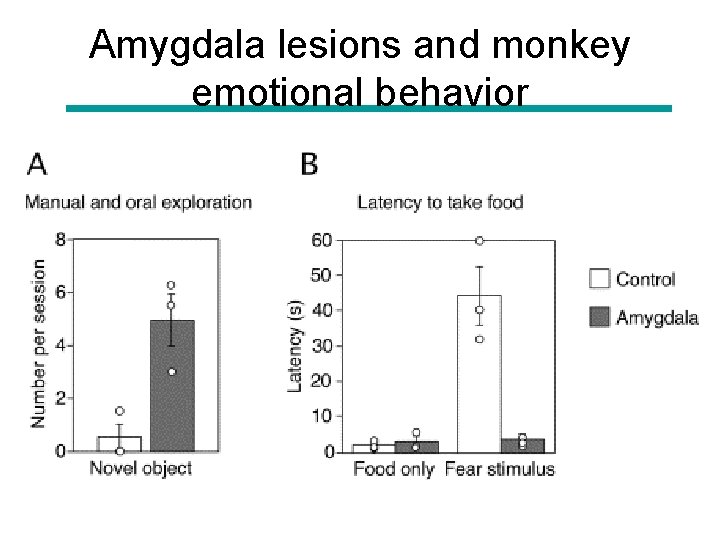 Amygdala lesions and monkey emotional behavior 