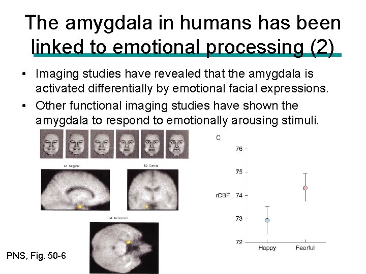 The amygdala in humans has been linked to emotional processing (2) • Imaging studies