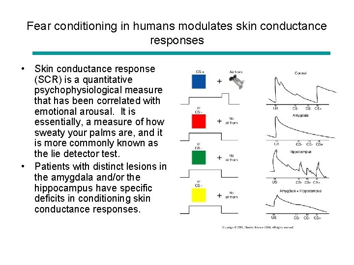 Fear conditioning in humans modulates skin conductance responses • Skin conductance response (SCR) is