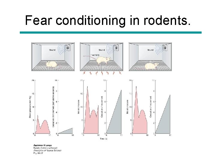 Fear conditioning in rodents. 