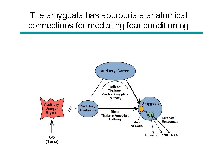 The amygdala has appropriate anatomical connections for mediating fear conditioning 