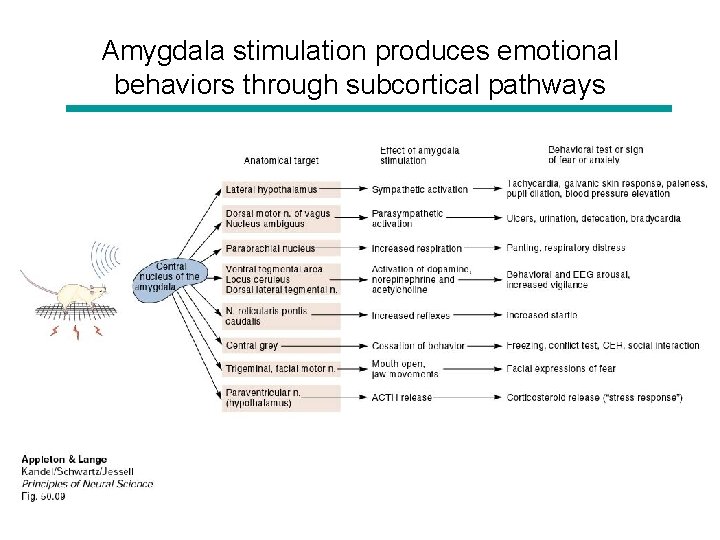 Amygdala stimulation produces emotional behaviors through subcortical pathways 