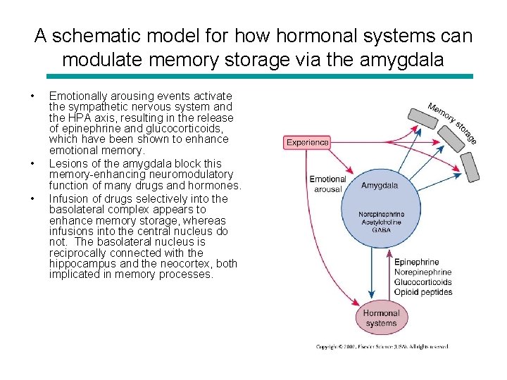 A schematic model for how hormonal systems can modulate memory storage via the amygdala