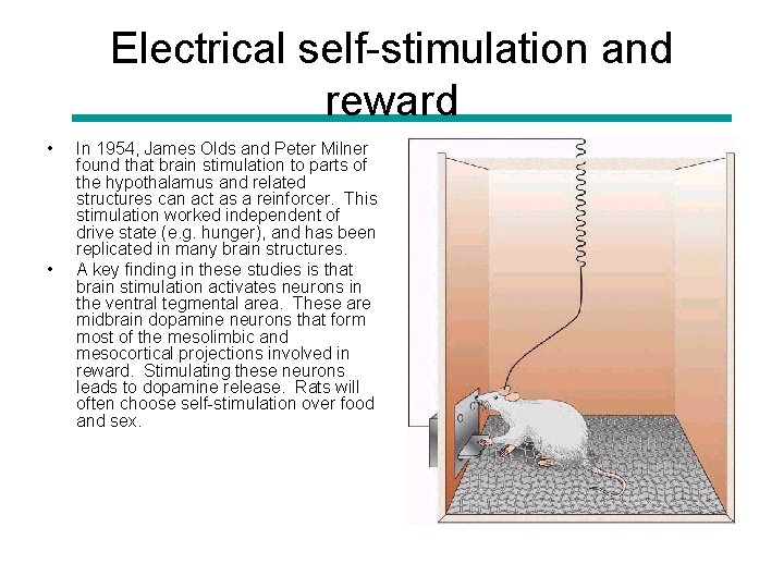 Electrical self-stimulation and reward • • In 1954, James Olds and Peter Milner found