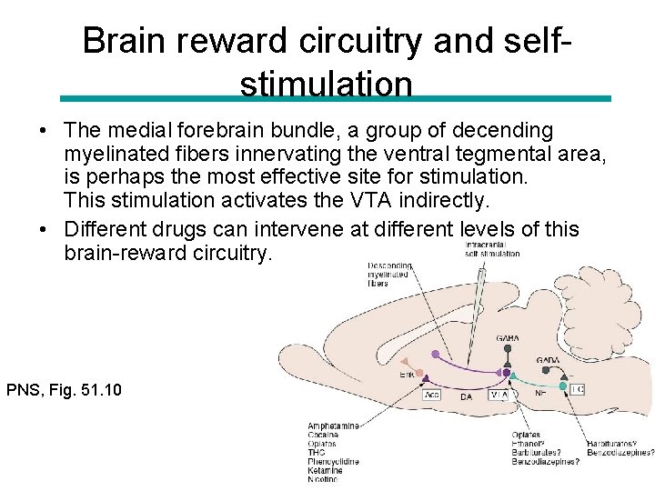 Brain reward circuitry and selfstimulation • The medial forebrain bundle, a group of decending