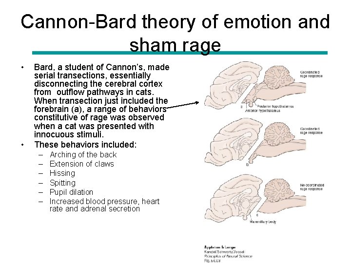 Cannon-Bard theory of emotion and sham rage • • Bard, a student of Cannon’s,