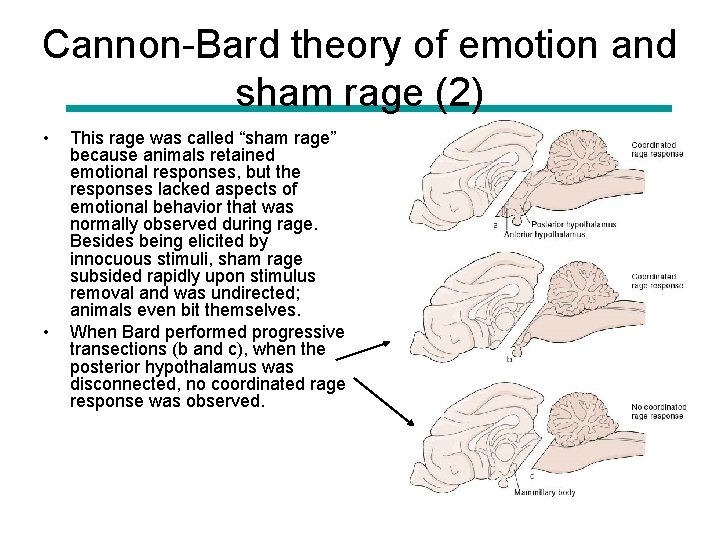 Cannon-Bard theory of emotion and sham rage (2) • • This rage was called