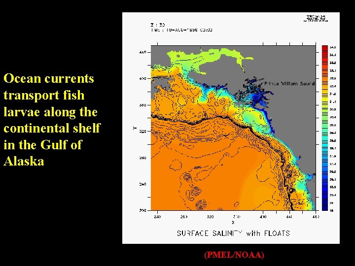 Ocean currents transport fish larvae along the continental shelf in the Gulf of Alaska