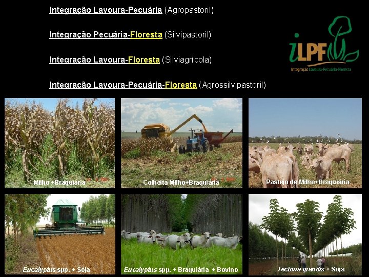 Integração Lavoura-Pecuária (Agropastoril) Integração Pecuária-Floresta (Silvipastoril) Integração Lavoura-Floresta (Silviagrícola) Integração Lavoura-Pecuária-Floresta (Agrossilvipastoril) Milho +Braquiária