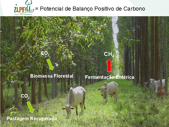 = Potencial de Balanço Positivo de Carbono CO 2 Biomassa Florestal CO 2 Pastagem