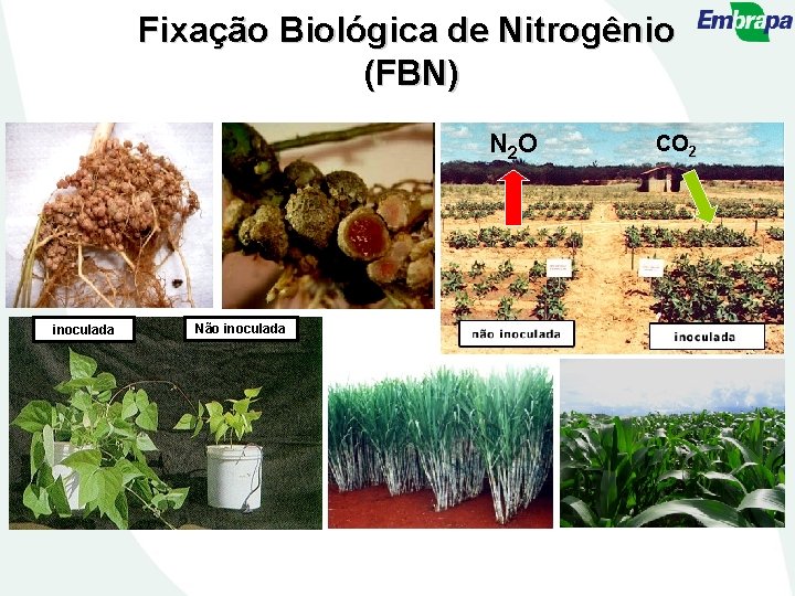 Fixação Biológica de Nitrogênio (FBN) N 2 O inoculada Não inoculada CO 2 
